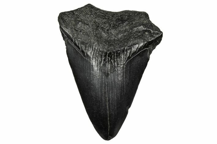Juvenile Megalodon Tooth - South Carolina #340748